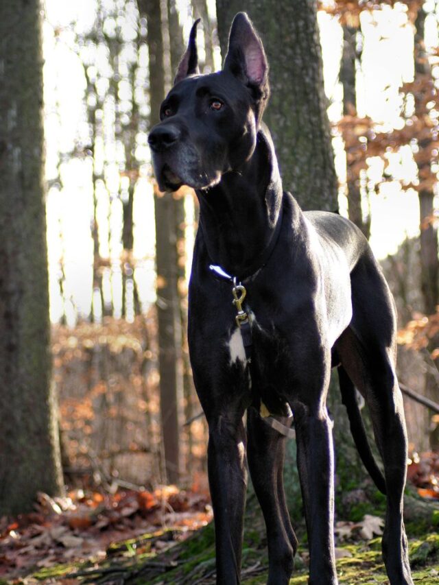 which dog du you like